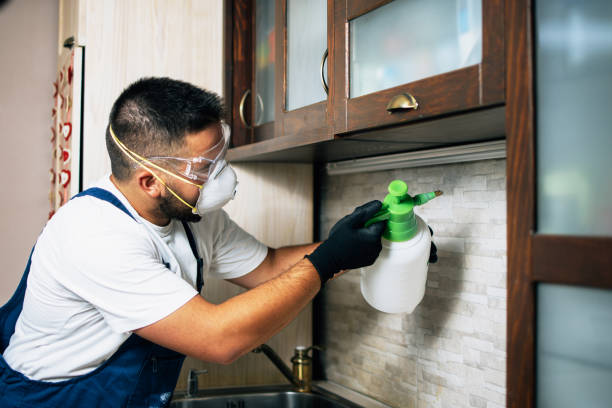 Best Wasp Removal Services  in Greybull, WY