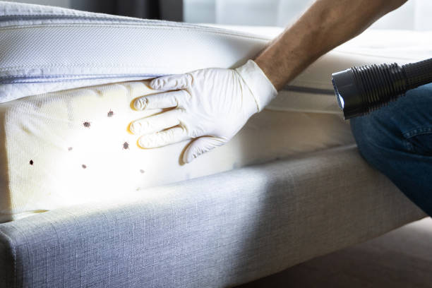 Best Ant Control Services  in Greybull, WY